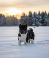 Americká akita štěňata