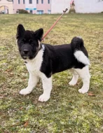 Americká akita štěňata