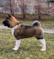 Americká akita štěňata