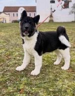 Americká akita štěňata