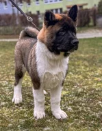 Americká akita štěňata