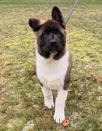 Americká akita štěňata