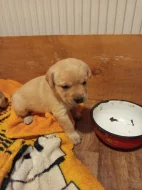 Labradorský retrívr