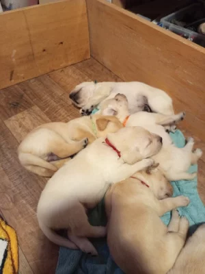 Labradorský retrívr