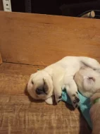 Labradorský retrívr