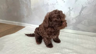 Ruská barevná bolonka, štěňátko kluk s PP