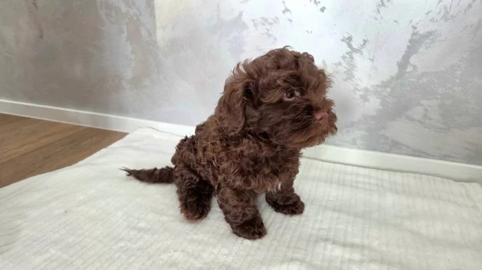 Ruská barevná bolonka, štěňátko kluk s PP