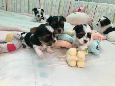 Biewer jorkširský teriér