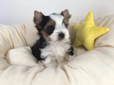 Jorkšír - prodáme štěňátka bez pp