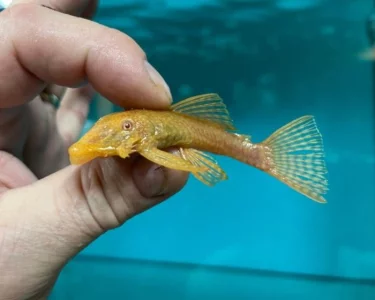 Pt.scalare a další