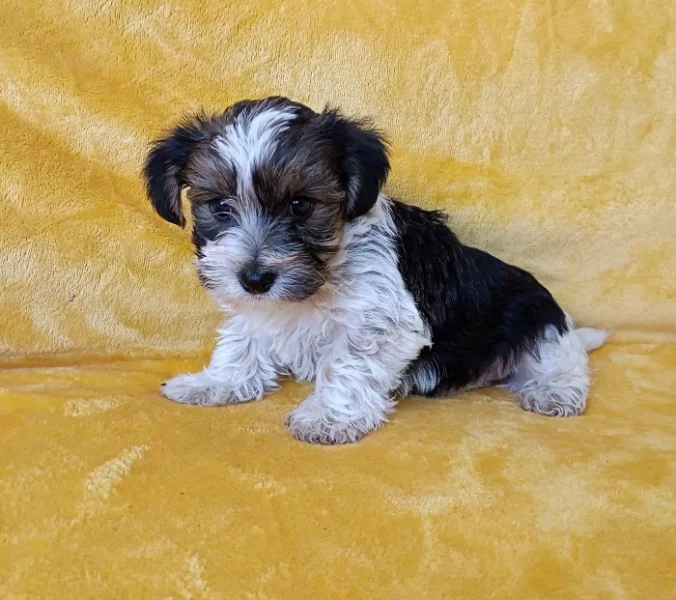 Biewer - pejsci bez pp