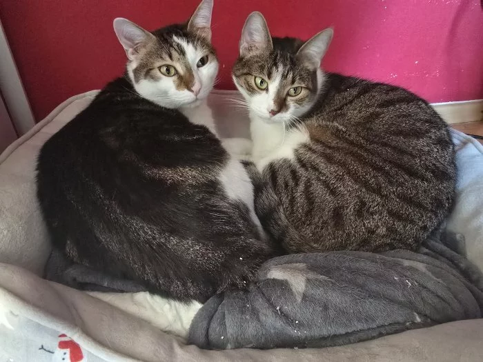 Sháním domov pro 2 kocourky