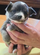 Čivava dlouhosrstá prodej štěňátek