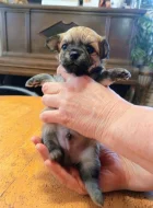 Čivava dlouhosrstá prodej štěňátek