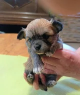 Čivava dlouhosrstá prodej štěňátek