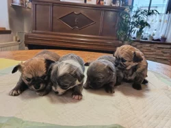 Čivava dlouhosrstá prodej štěňátek