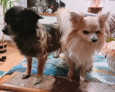 Čivava dlouhosrstá prodej štěňátek