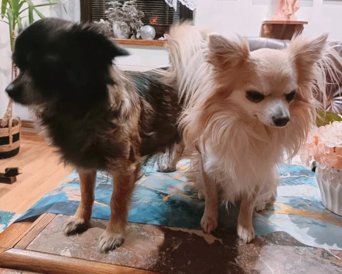 Čivava dlouhosrstá prodej štěňátek