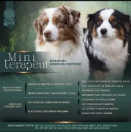 Miniaturní Americký ovčák