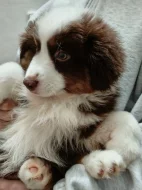 Miniaturní Americký ovčák