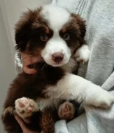 Miniaturní Americký ovčák