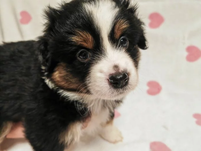 Miniaturní Americký ovčák