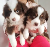 Miniaturní Americký ovčák