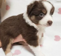 Miniaturní Americký ovčák