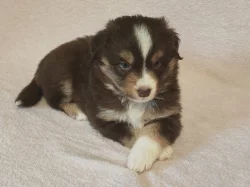 Miniaturní Americký ovčák