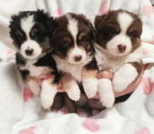 Miniaturní Americký ovčák