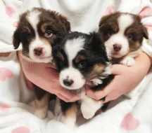 Miniaturní Americký ovčák