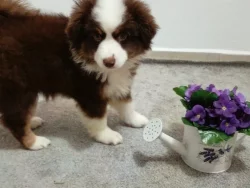 Miniaturní Americký ovčák