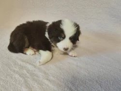 Miniaturní Americký ovčák