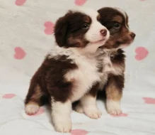 Miniaturní Americký ovčák