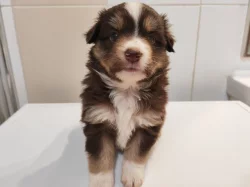 Miniaturní Americký ovčák