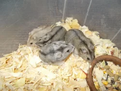 Křečík džungarský