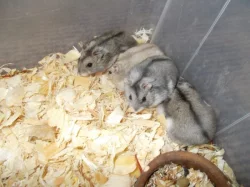 Křečík džungarský