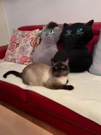 Prodám koťátko plemene Thajská kočka s průkazem původu