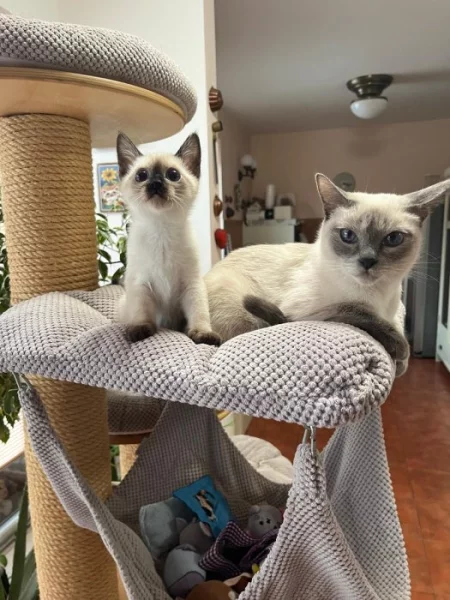 Prodám koťátko plemene Thajská kočka s průkazem původu