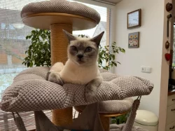 Prodám koťátko plemene Thajská kočka s průkazem původu