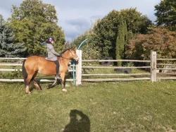 Nabízím k prodeji chovnou klisnu welsh cob a její hříbě