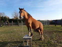 Nabízím k prodeji chovnou klisnu welsh cob a její hříbě