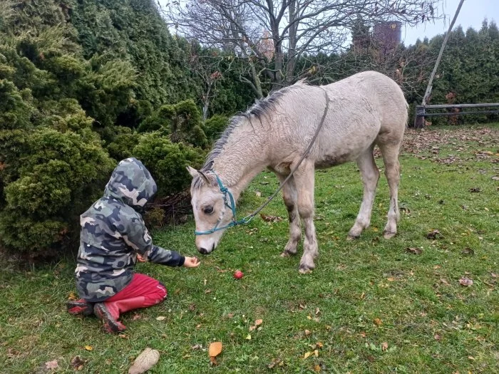 Nabízím k prodeji chovnou klisnu welsh cob a její hříbě