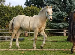Nabízím k prodeji chovnou klisnu welsh cob a její hříbě