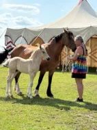 Nabízím k prodeji chovnou klisnu welsh cob a její hříbě
