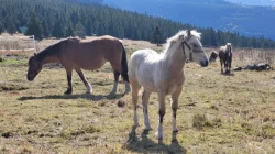 Nabízím k prodeji chovnou klisnu welsh cob a její hříbě