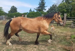 Nabízím k prodeji chovnou klisnu welsh cob a její hříbě
