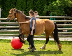 Nabízím k prodeji chovnou klisnu welsh cob a její hříbě