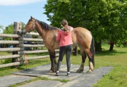 Nabízím k prodeji chovnou klisnu welsh cob a její hříbě