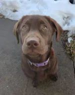 Prodej labradorského retrívra